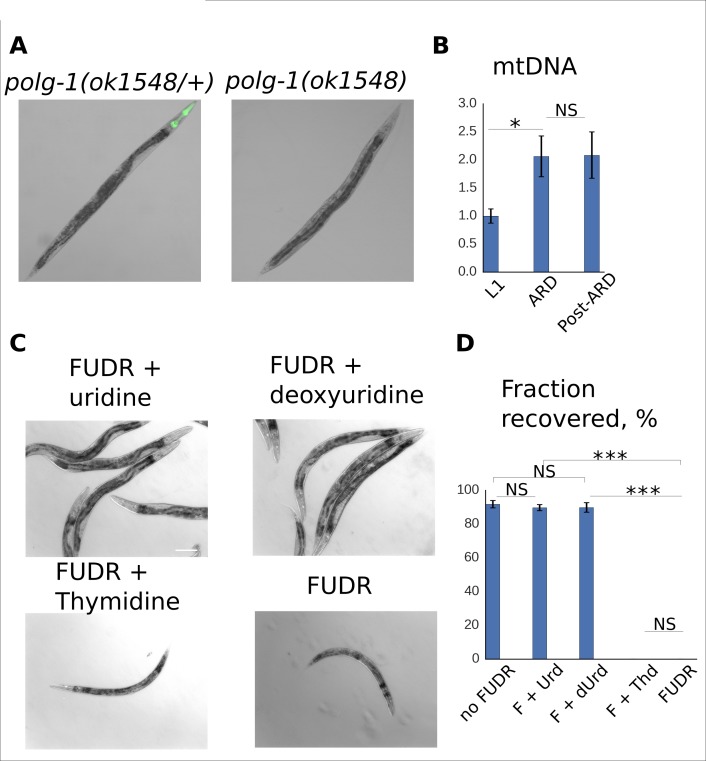 Figure 3—figure supplement 1.