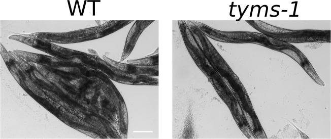 Figure 3—figure supplement 2.