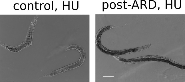 Figure 1—figure supplement 1.