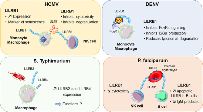 Figure 4