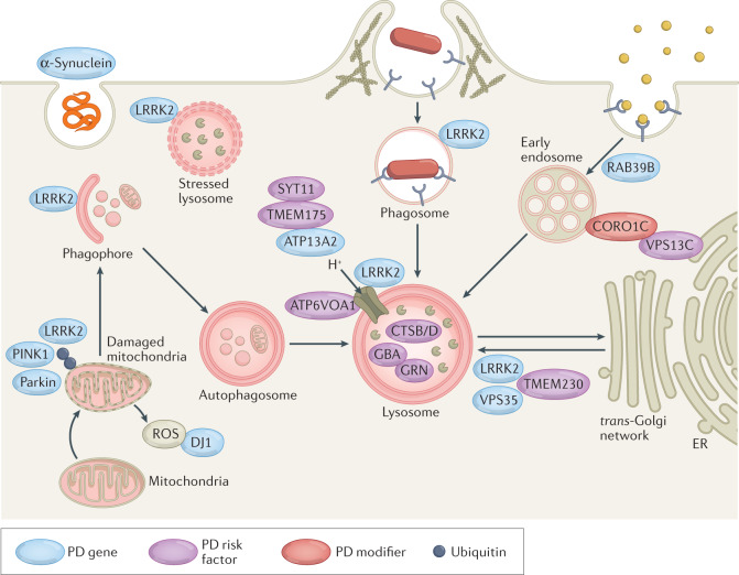 Box 2 Genes, risk factors and modifiers in PD converge on the lysosome