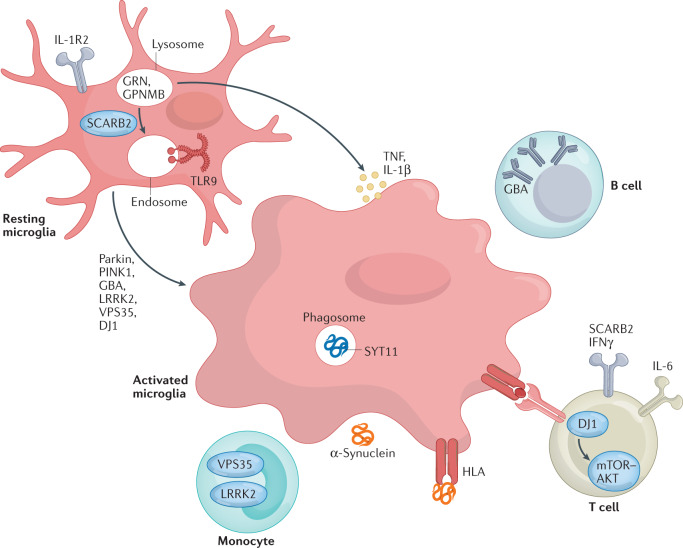 Box 1 PD genetics indicate a role of the immune system in pathogenesis