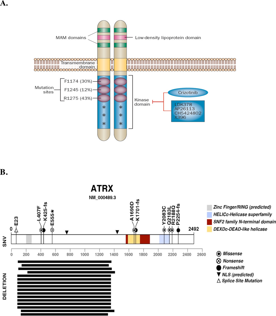 Neuroblastoma: Developmental Biology, Cancer Genomics, and ...