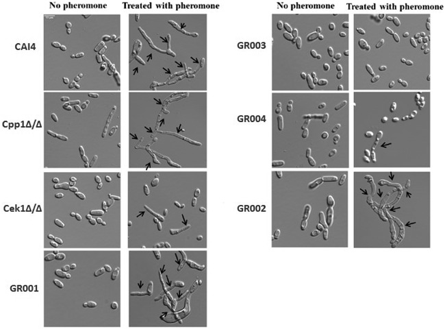 FIG 2