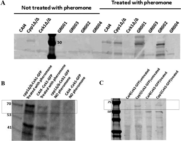 FIG 4