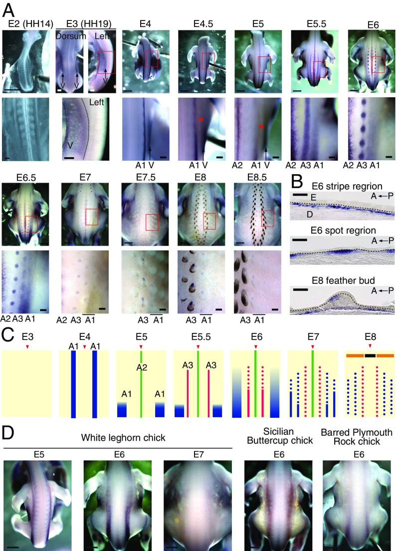 Fig. 2.