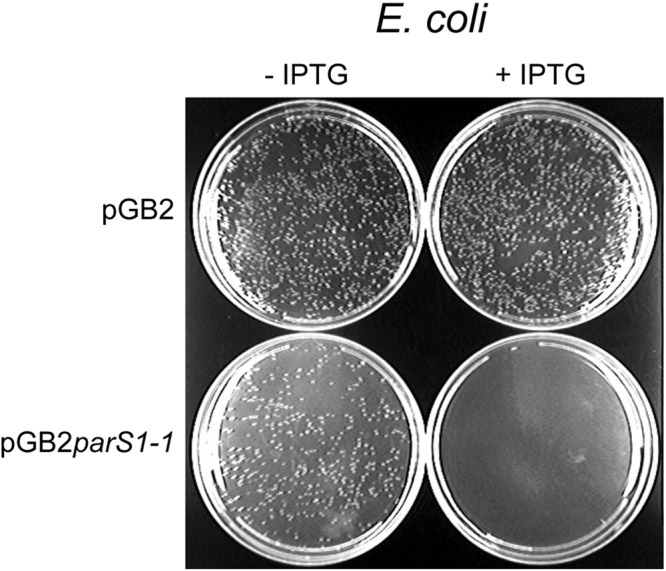 FIG 2 