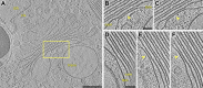 Fig. 2.