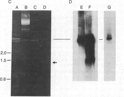 graphic file with name pnas00325-0254-a.jpg