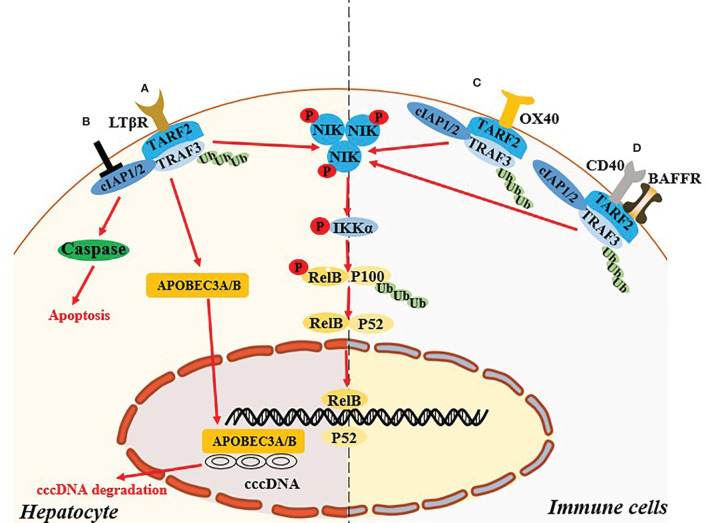 Figure 2