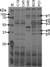 Fig. 5.
