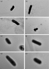 Fig. 6.