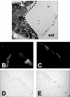 FIG. 7.