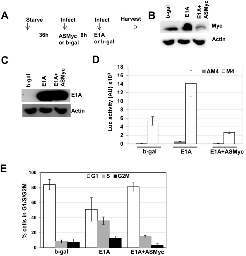 Fig 7