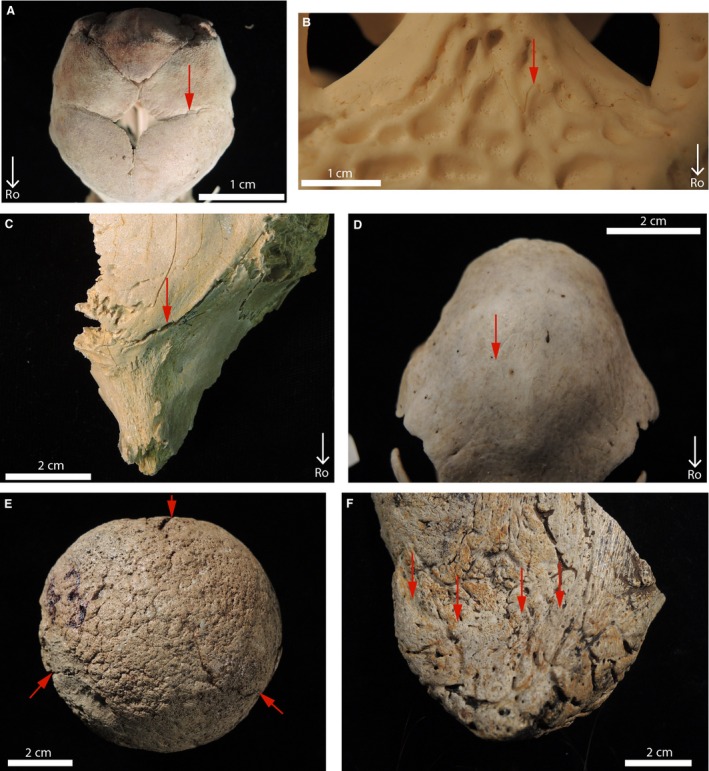 Figure 17