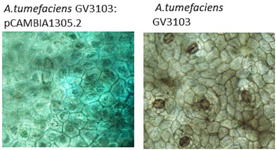 Figure 7