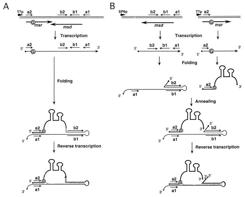 FIG. 1