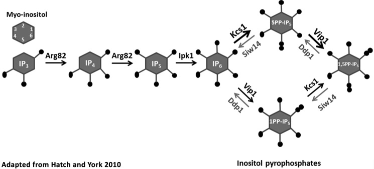 FIGURE 1.