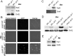 FIG 8