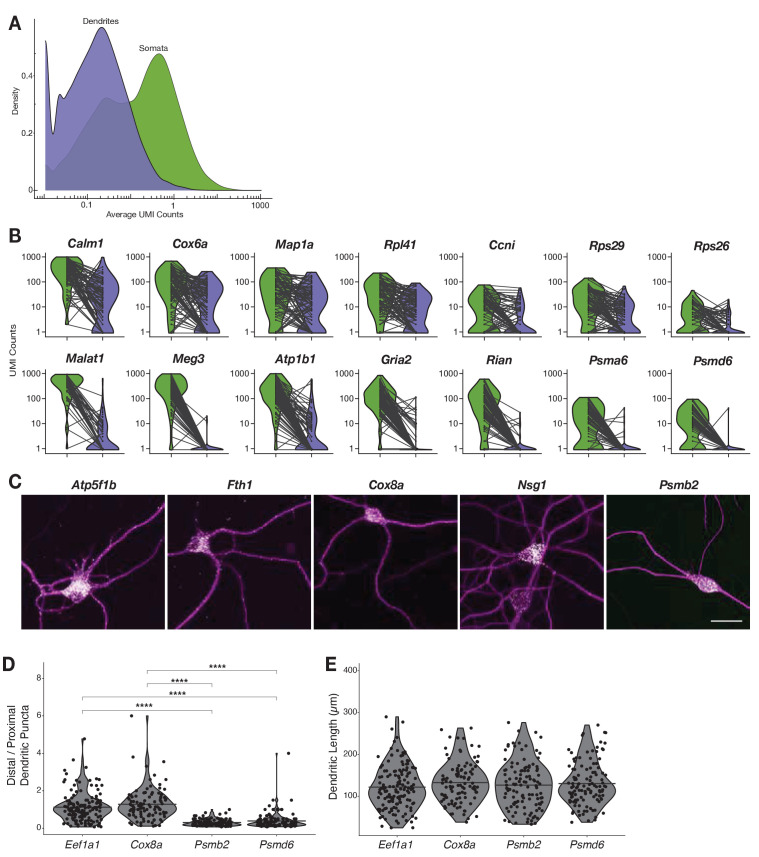 Figure 4—figure supplement 1.