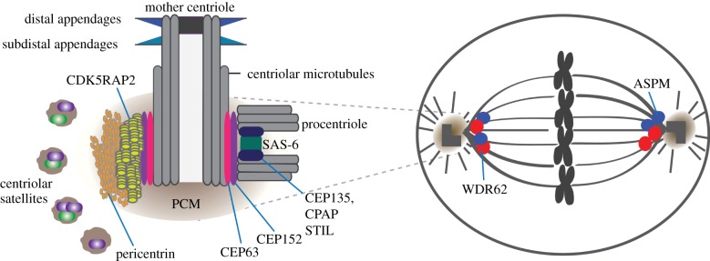 Figure 1.