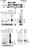 Fig 1.