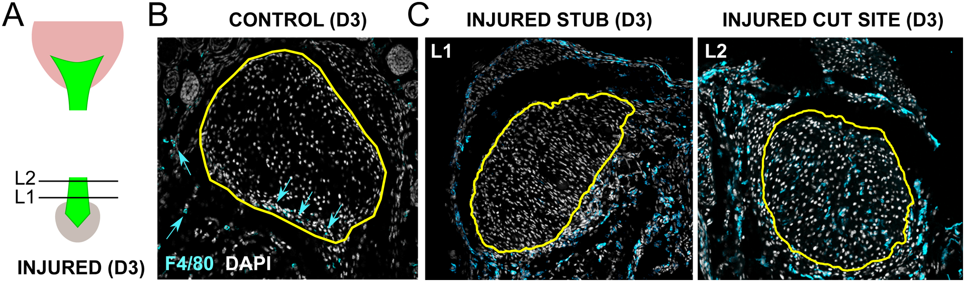 Figure 1: