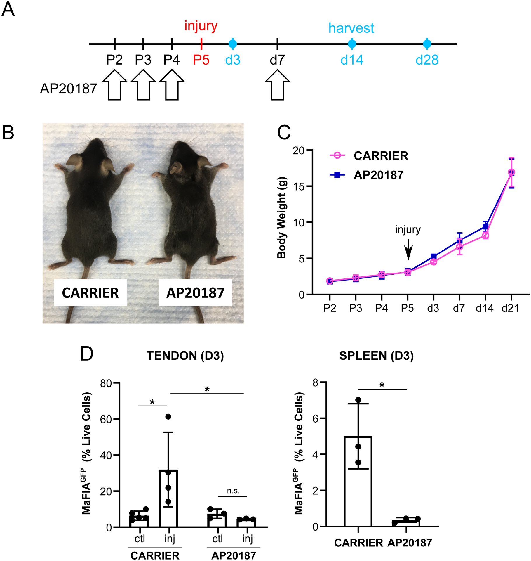 Figure 3: