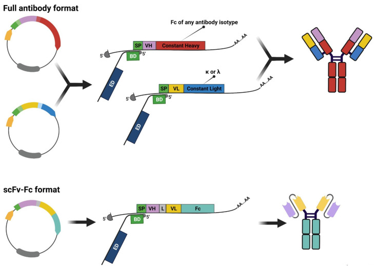 Figure 7