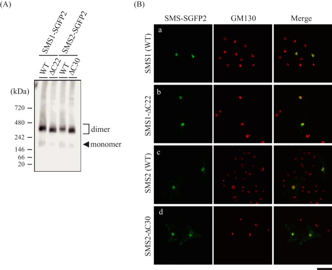 FIGURE 11.