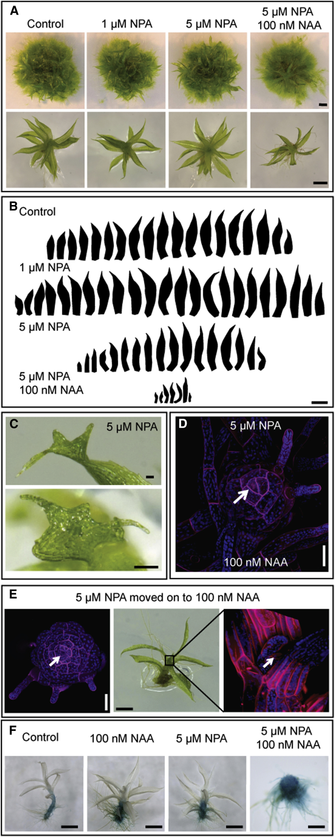 Figure 2