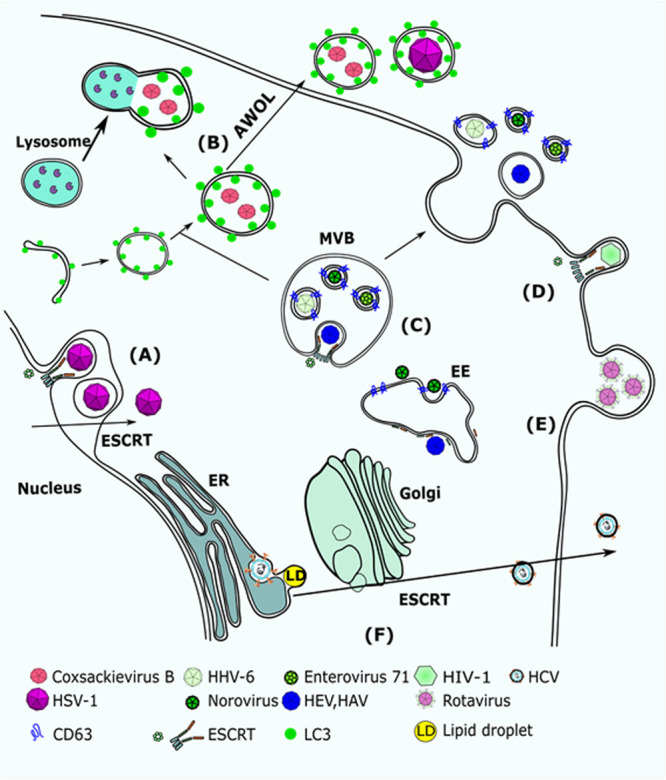 FIGURE 2