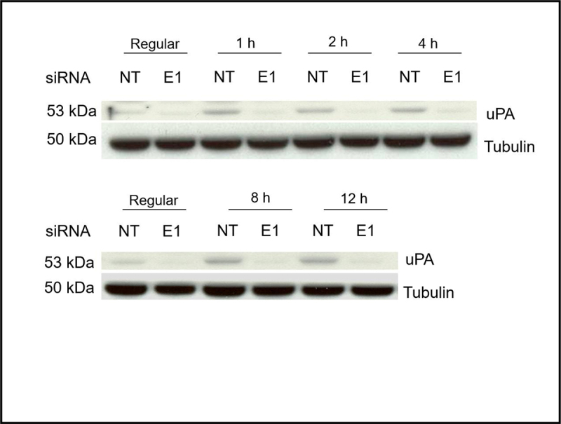 Figure 4B.