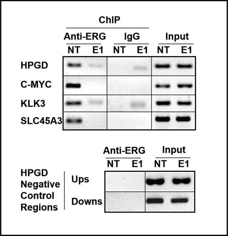 Figure 2A.