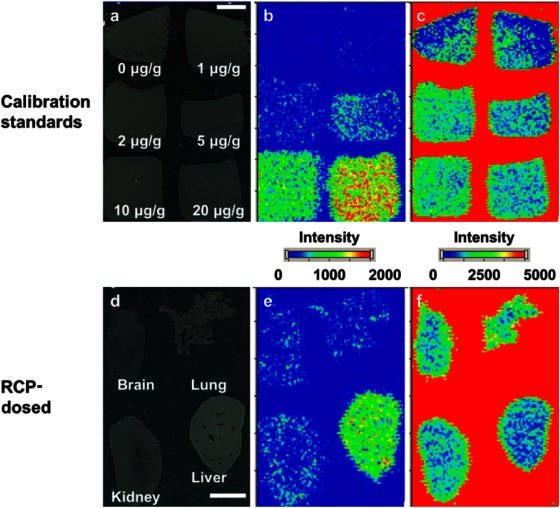 Fig. 5. Representative optical images (a and d) and ion images of m/z 347→129 (b and e) and m/z 342→112 (c and f) on the sections of the calibration standards (a–c) or the brain, lung, kidney, and liver (d–f). Bar=5 mm.