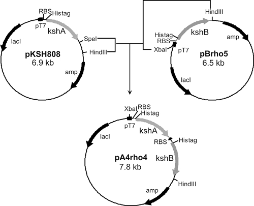 FIG. 2.