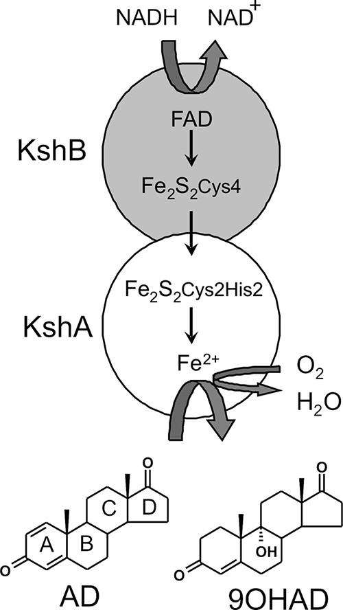 FIG. 1.