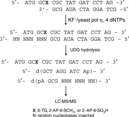 Scheme 2