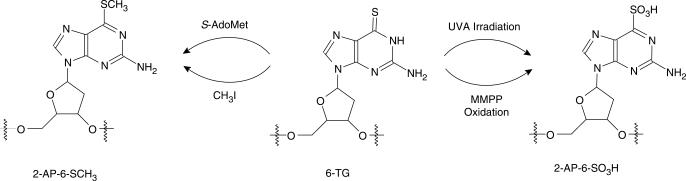 Scheme 1