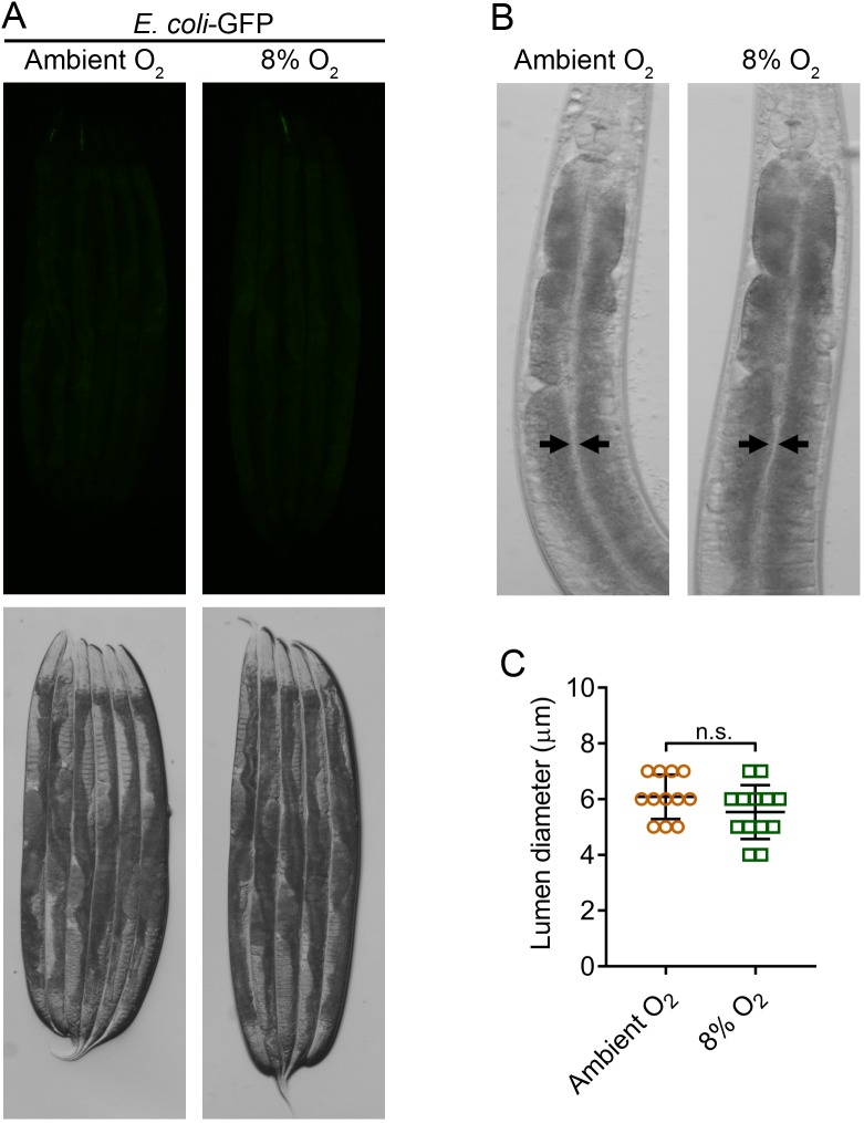 Figure 6—figure supplement 3.