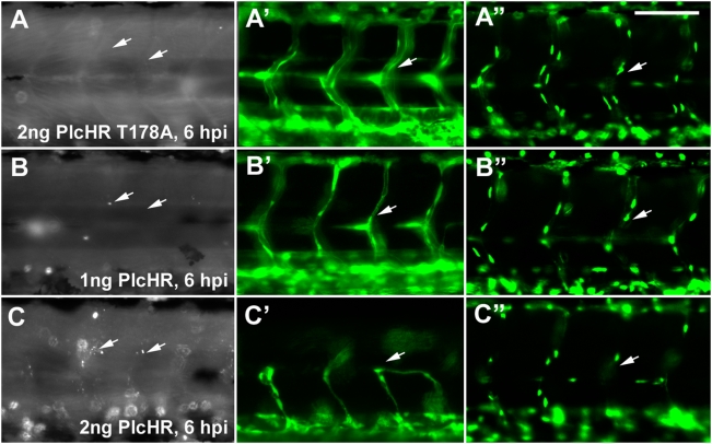 Figure 12