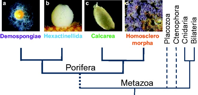 Fig. 1.—