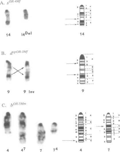 graphic file with name pnas01087-0494-b.jpg