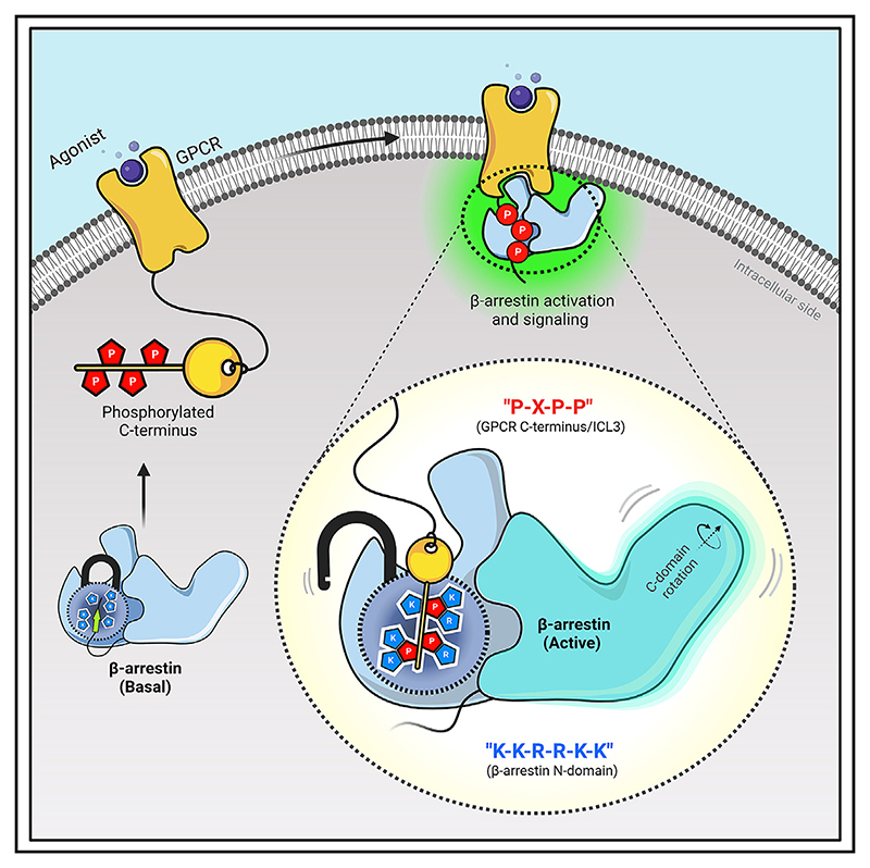 Graphical abstract