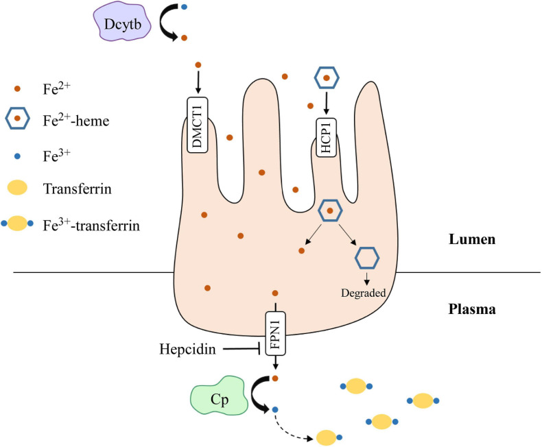 FIGURE 3