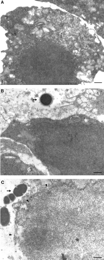 FIG. 5.