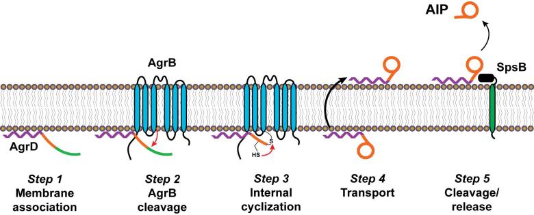 Figure 7