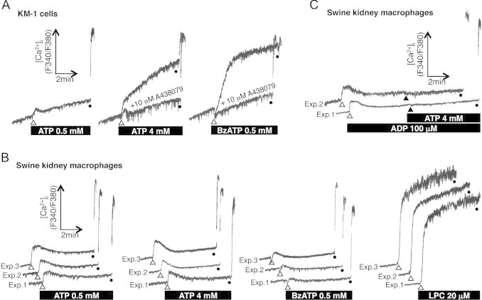 Fig. 2