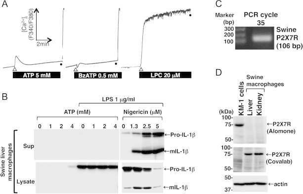 Fig. 4