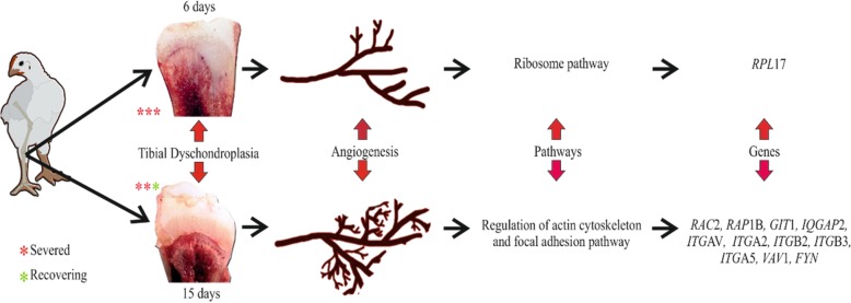 graphic file with name 12864_2020_6456_Figa_HTML.jpg